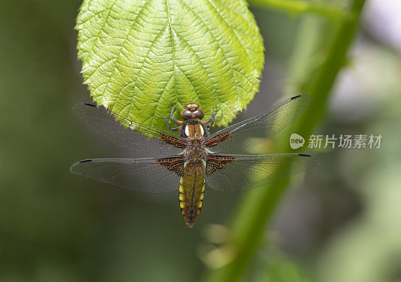 Broad-bodied猎人蜻蜓。Libellula depressa